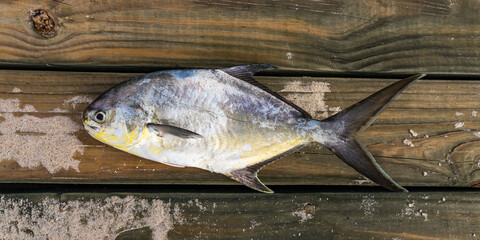 Pompano fish, freshly caught in the Atlantic Ocean, lies on the boards of the pier. Melbourne Beach, Florida