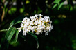 © Cristina Ionescu - Many small small flowers of Buddleja davidii plant, known as summer lilac, butterfly bush, or orange eye, in full bloom and green grass in a sunny spring garden, beautiful outdoor floral background.