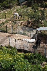 Wall Mural - Rustikales Pferdegehege auf Mallorca 