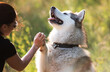© Ievgen Skrypko - Cute happy Alaskan malamut dog high five to his owner girl and holding his paw in her hand with summer field background
