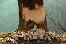 Beaver Bite Marks On Trees In Spring In Germany, Bavaria