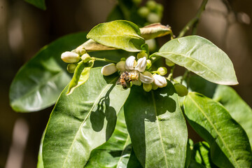 leaves on a branch