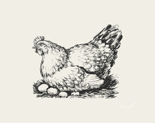 Chicken In The Nest. Organic. Fresh. Farm. Eggs Packaging Design Concept. Sketch Vector Hand Drawn Illustration