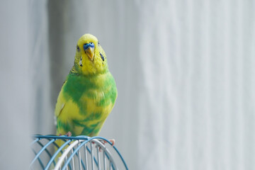 yellow and green parrot