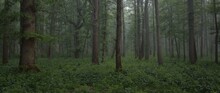 Majestic Summer Forest. Fog, Soft Sunlight. Mighty Trees, Green Leaves, Plants. Atmospheric Dreamlike Landscape. Pure Nature, Ecology, Environmental Conservation, Ecotourism, Hiking