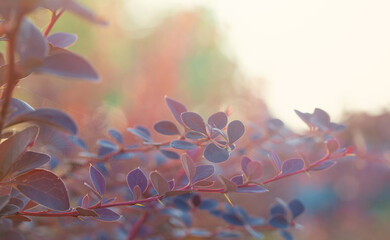 Wall Mural - beautiful colorful leaves on abstract nature background with bokeh light