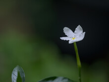 Beautiful White Flowers With A Shallow Depth Of Field