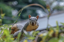Eastern Fox Squirrel (Sciurus Niger) In Park, Los Angeles, California, USA