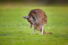 Western Grey Kangeroo (Macropus Fuliginosus): Female Nursing Her Baby Joey In Her Pouch