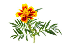 Indian Marigold (tagetes Erecta. Asia