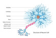  neuron cell (neurones or nerve cells)