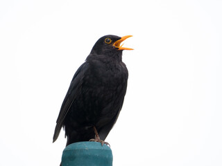 Wall Mural - Die Amsel (Turdus merula) oder Schwarzdrossel