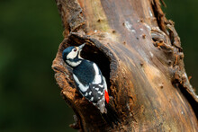 Great Spotted Woodpecker (Dendrocopos Major) Searching For Food In The Forest In The Netherlands