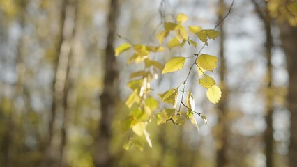 Wall Mural - Slow motion yellow birch leaves on a tree during autumn