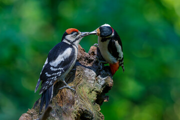 Wall Mural - Great spotted woodpecker (Dendrocopos major) feeding a juvenile in the forest in the Netherlands