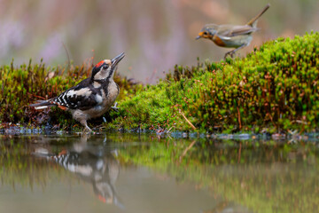 Poster - Great spotted woodpecker (Dendrocopos major) searching for food in the forest in the Netherlands