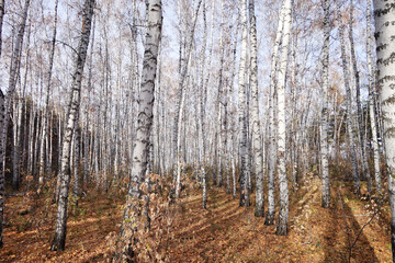 Wall Mural - Birch forest