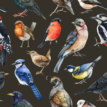 Forest Bird Seamless Pattern. Watercolor Illustration. Hand Drawn Wildlife Realistic Birds. Woodpecker, Jay, Robin, Bullfinch, Wren In Seamless Pattern Element. Realistic Birds On Dark Background