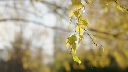Wall Mural - Slow motion yellow birch leaves on a tree during autumn