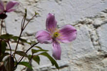 Spring Clematis Flower