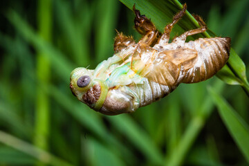 Wall Mural - Cicada emerging from its old stage into a winged adult