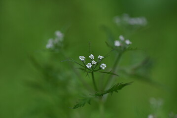 Sticker - Rough hedgeparsley (Tolrilis scabra) flowers. Apiaceae annual plants. Purple-tinged white five-petaled flowers bloom from April to May.