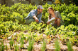 © Arnéll Koegelenberg/peopleimages.com - Healthy crops are a cause for excitement. Shot of two happy young farmers working together in the fields on their farm.