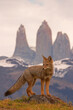 Patagonian fox, also called the chilla or the gray zorro in snow near National park Torres del Paine in Chili Patagonia with mountains Las Torres. High quality photo