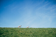 Three Lambs On A Green Dyke