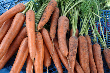 Wall Mural - Fresh vibrant carrots on the market. Organic food for health.
