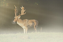 Capital Fallow Deer In The Rising Morning Fog On A Meadow In The Forest.