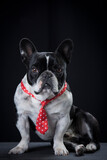 Fototapeta Psy - French bulldog,  dog with black background