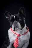Fototapeta Psy - French bulldog,  dog with black background