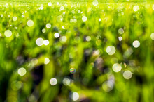 Green Wheat Sprouts In A Field With Dew Drops, Out Of Focus