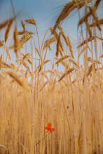 A Single Red Flower Among Wheat Stalks, A Poppy Seed Flower, Wheat Grains In A Blue Sky