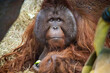 Closeup of an orange orangutan at a zoo