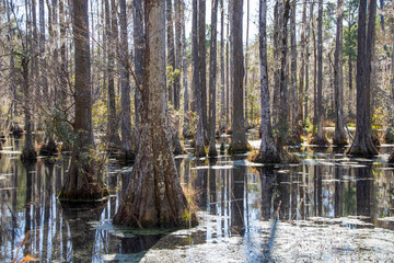 Wall Mural - Trees with moss in a swamp 