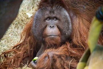 closeup of an orange orangutan at a zoo