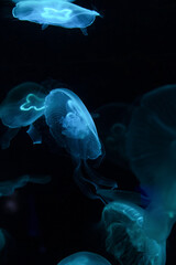 Wall Mural - Low key jellyfish in sea saltwater aquarium ocean life, color photography with space for text 