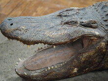The Muzzle Of An Allgator Crocodile, Close-up.