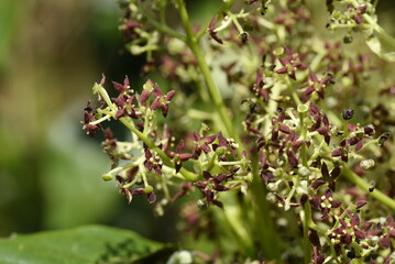 Sticker - Spring Japanese Aucuba. Flowers, young leaves and berries. Garryaceae or Aucubaceae evergreen shrub.