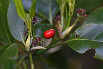 Poster - Spring Japanese Aucuba. Flowers, young leaves and berries. Garryaceae or Aucubaceae evergreen shrub.