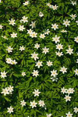 Wall Mural - Anemone nemorosa flower in the forest in the sunny day. Wood anemone, windflower, thimbleweed.