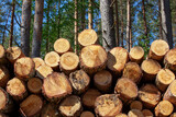 pine wood of coniferous trees during logging