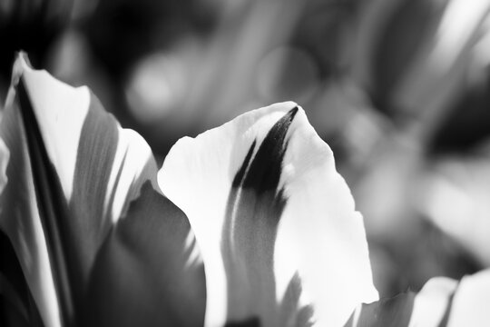 Macro flower petal tulip black and white