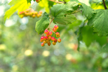 Poster - Viburnum, a bunch of berries in the garden	