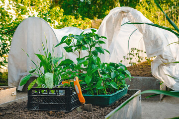 Wall Mural - vegetable seedlings are ready for planting in the spring.