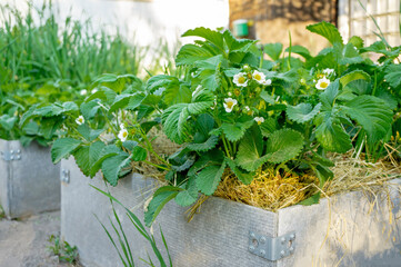 Wall Mural - Blooming strawberries in a high bed at sunset. Macro photography, low depth of field. Beautiful summer landscape