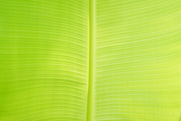 Sticker - green banana leaf background for making banner