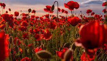 Flowers Red Poppies Blossom On Wild Field. Anzac Day Memorial Poppies. Field Of Red Poppy Flowers To Honour Fallen Veterans Soldiers In Battle Of Anzac Day. Wildflowers Blooming Poppy Field Landscape.
